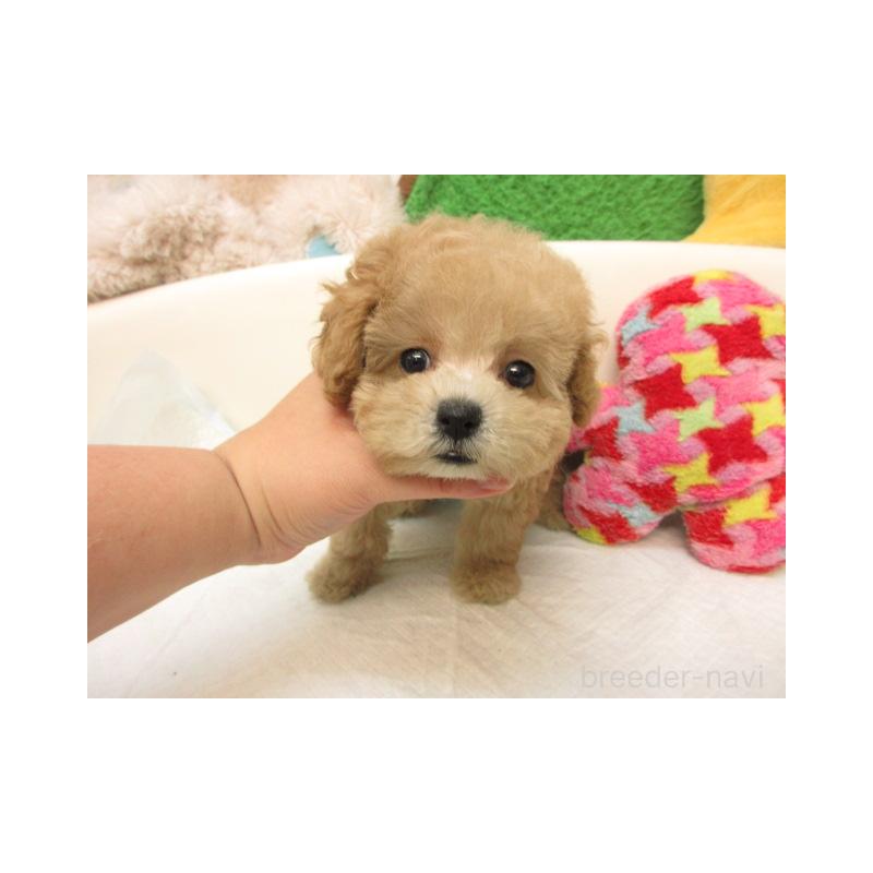 販売中の大阪府のトイプードル-423823の2枚目