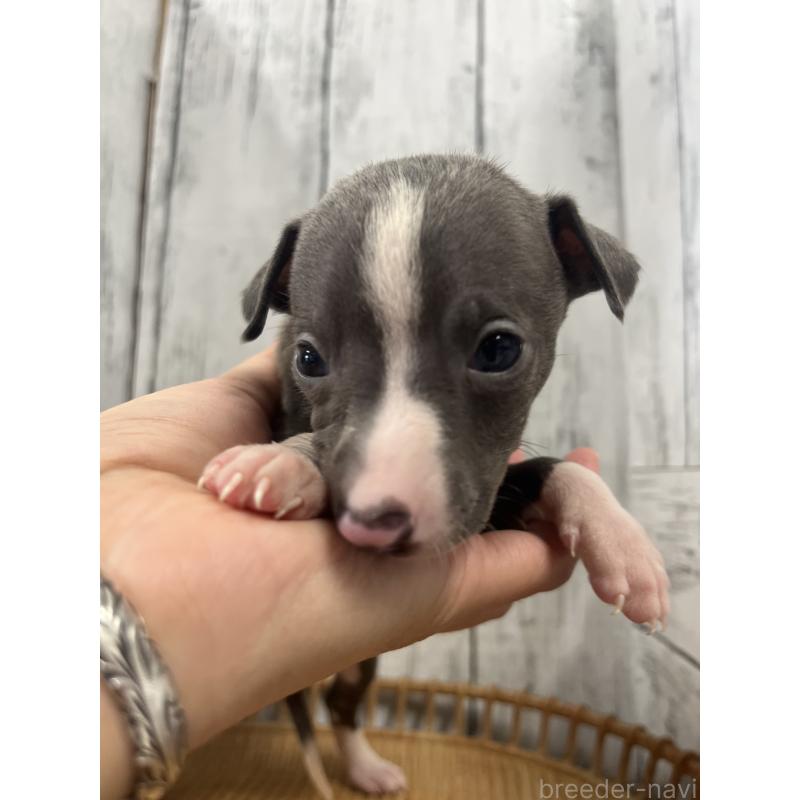 販売中の山梨県のイタリアングレーハウンド(イタグレ)-423826の7枚目