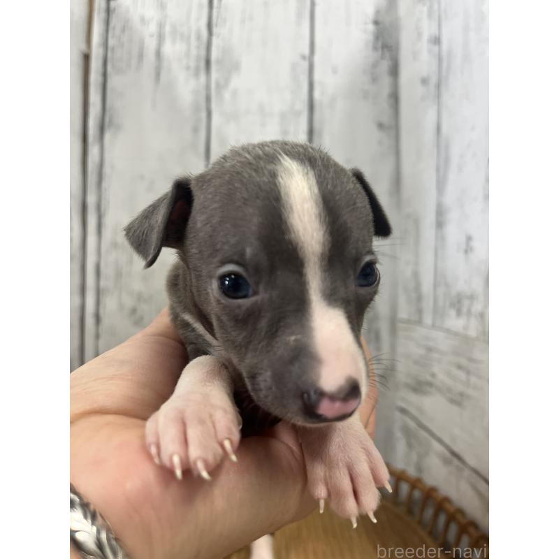 販売中の山梨県のイタリアングレーハウンド(イタグレ)-423826の6枚目