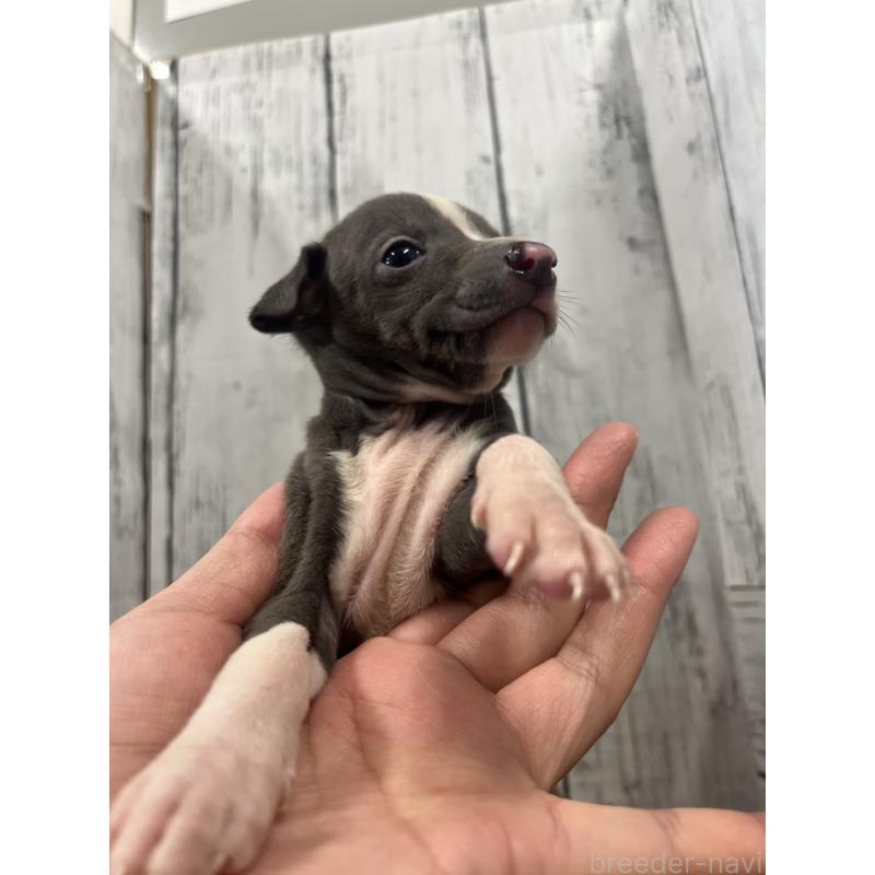 販売中の山梨県のイタリアングレーハウンド(イタグレ)-423826の5枚目