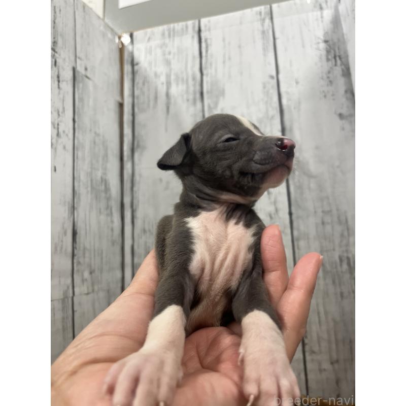 販売中の山梨県のイタリアングレーハウンド(イタグレ)-423826の4枚目