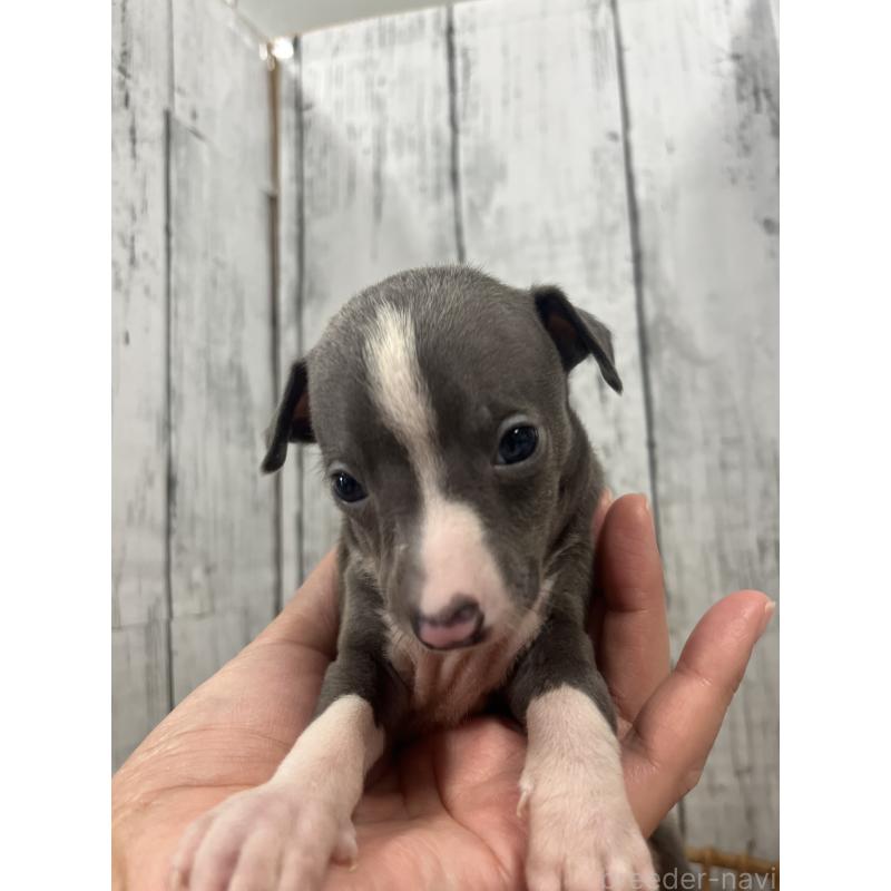 販売中の山梨県のイタリアングレーハウンド(イタグレ)-423826の3枚目