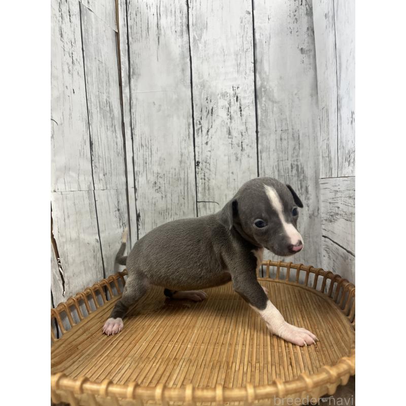 販売中の山梨県のイタリアングレーハウンド(イタグレ)-423826の2枚目