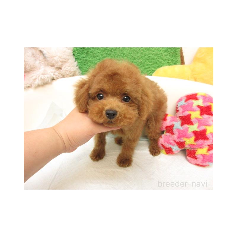 販売中の大阪府のトイプードル-423827の2枚目