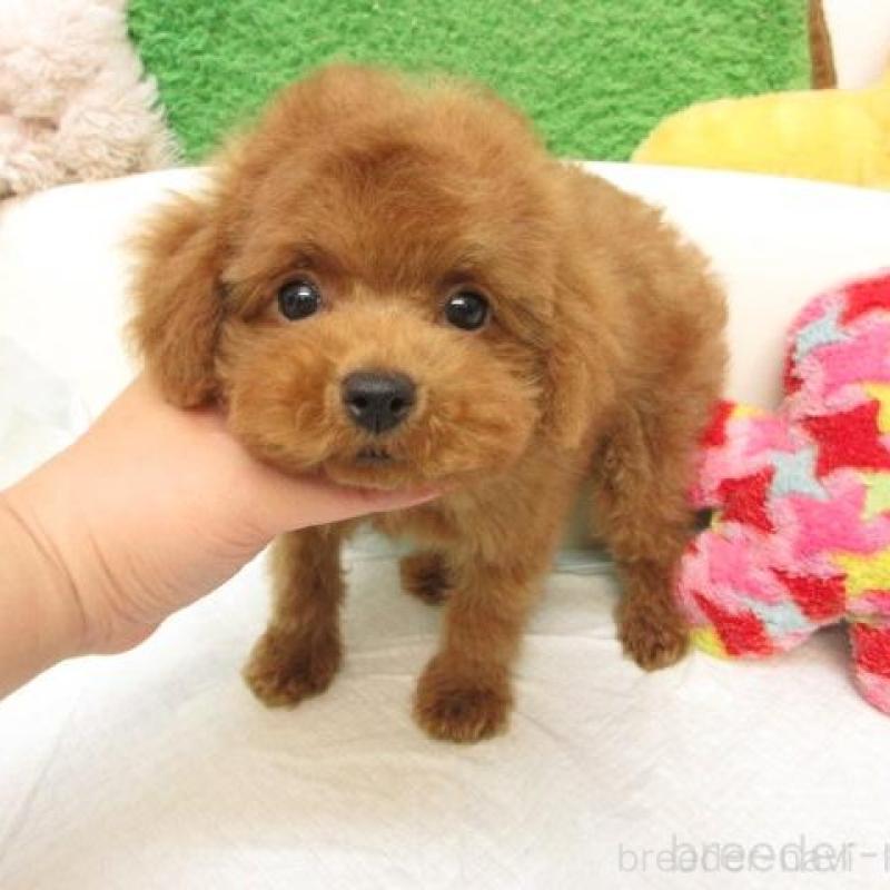 販売中の大阪府のトイプードル-423827の1枚目