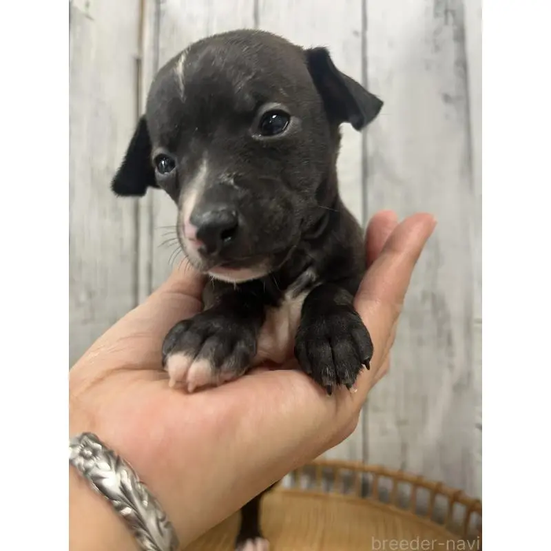 販売中の山梨県のイタリアングレーハウンド(イタグレ)-423828の5枚目