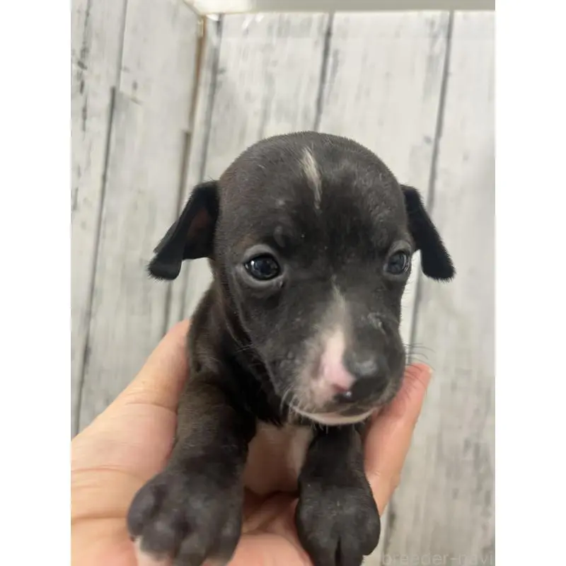 販売中の山梨県のイタリアングレーハウンド(イタグレ)-423828の4枚目