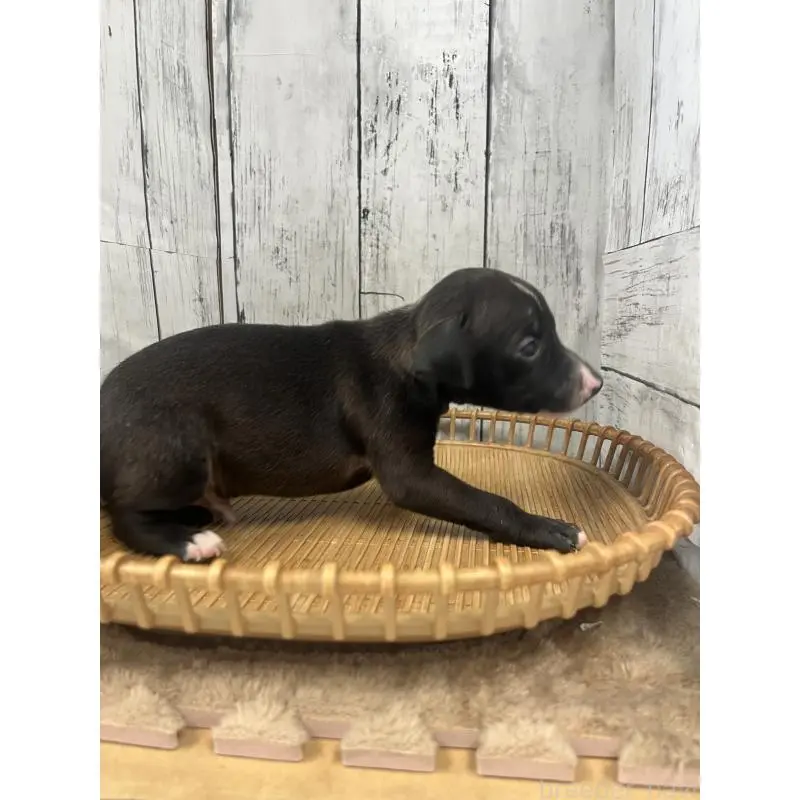 販売中の山梨県のイタリアングレーハウンド(イタグレ)-423828の3枚目