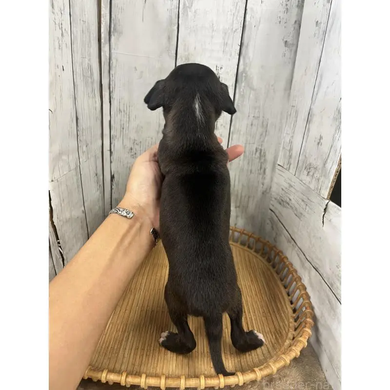 販売中の山梨県のイタリアングレーハウンド(イタグレ)-423828の2枚目