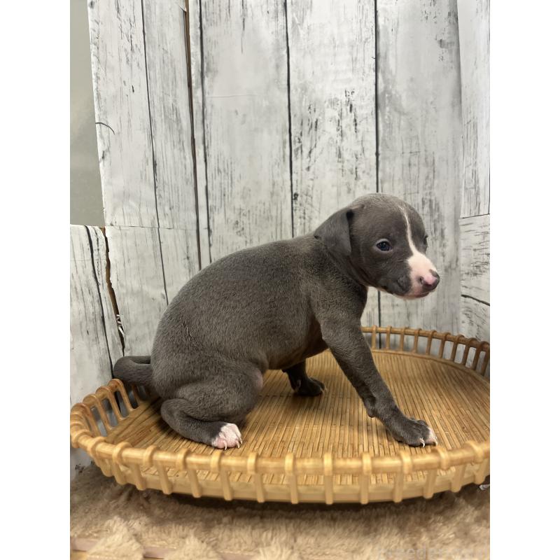 販売中の山梨県のイタリアングレーハウンド(イタグレ)-423829の7枚目