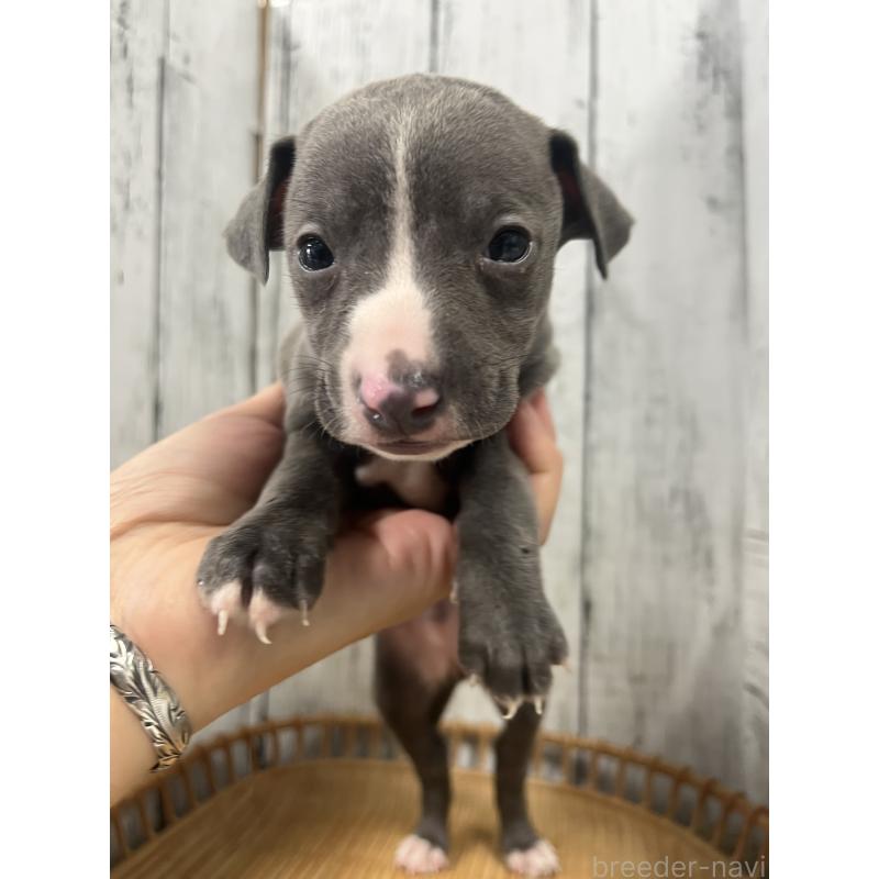 販売中の山梨県のイタリアングレーハウンド(イタグレ)-423829の6枚目