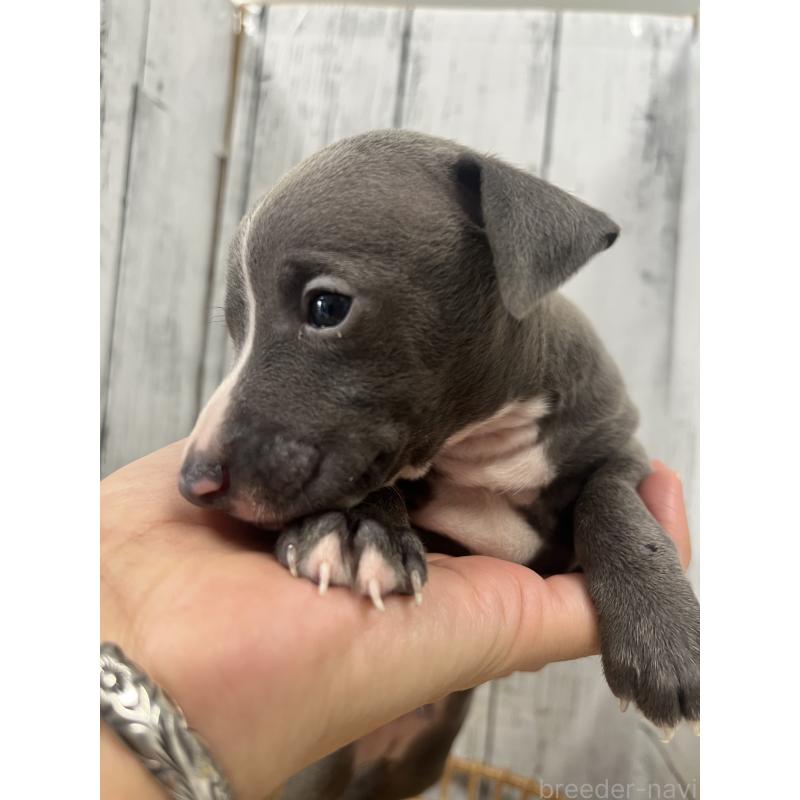 販売中の山梨県のイタリアングレーハウンド(イタグレ)-423829の5枚目