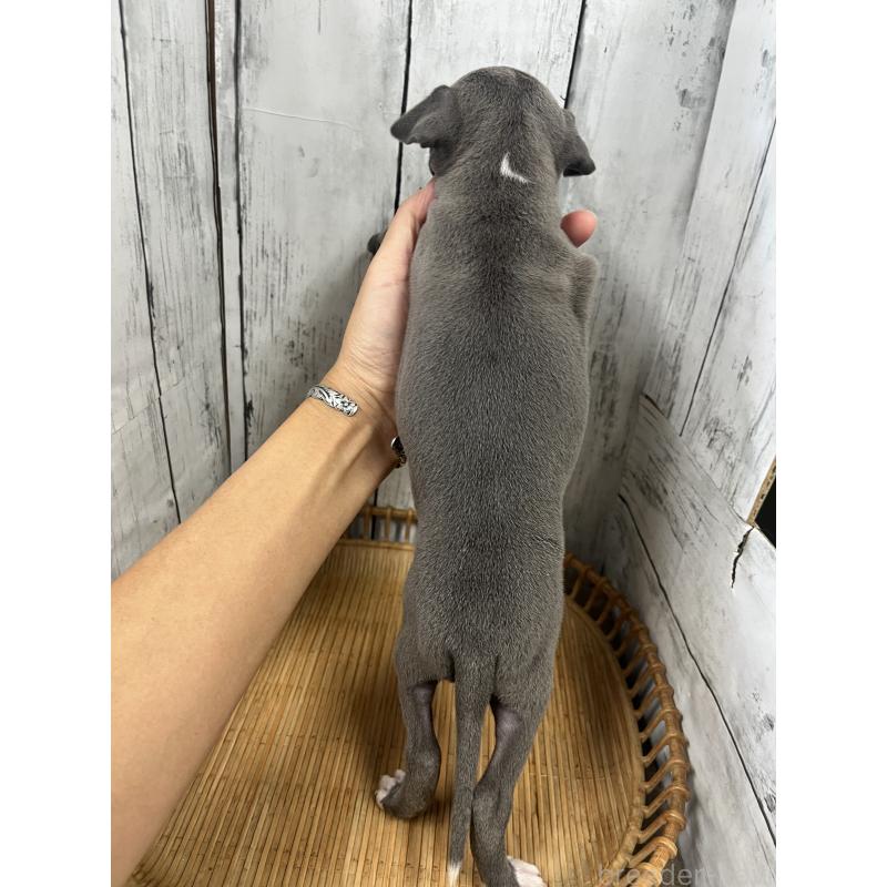 販売中の山梨県のイタリアングレーハウンド(イタグレ)-423829の4枚目