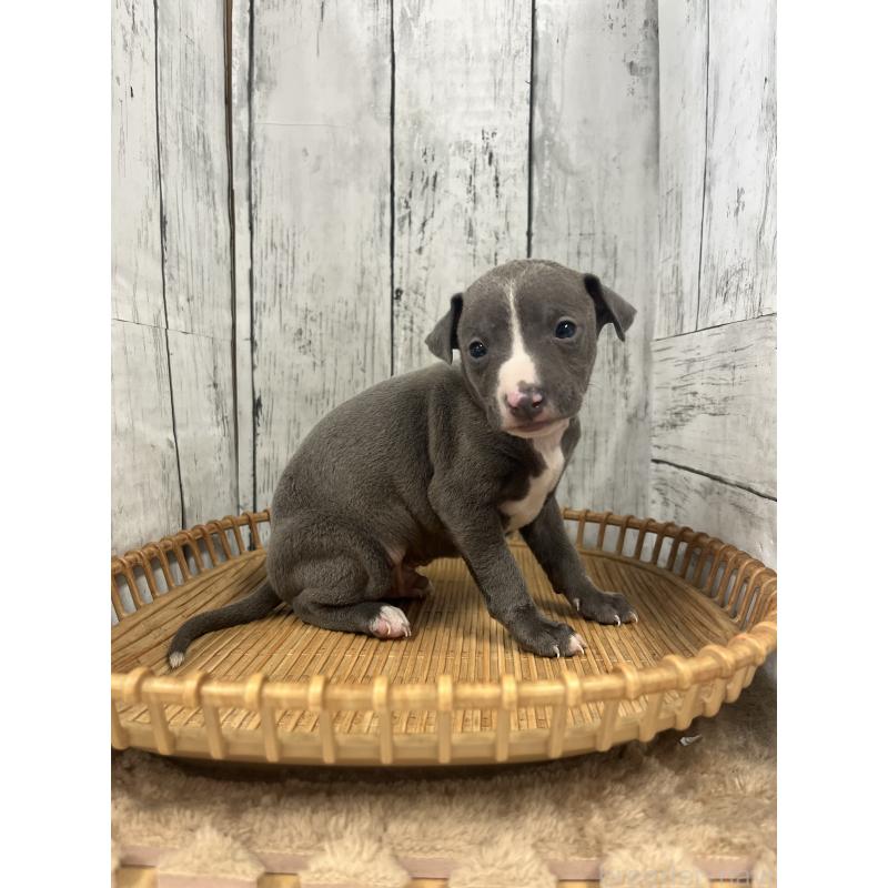 販売中の山梨県のイタリアングレーハウンド(イタグレ)-423829の3枚目