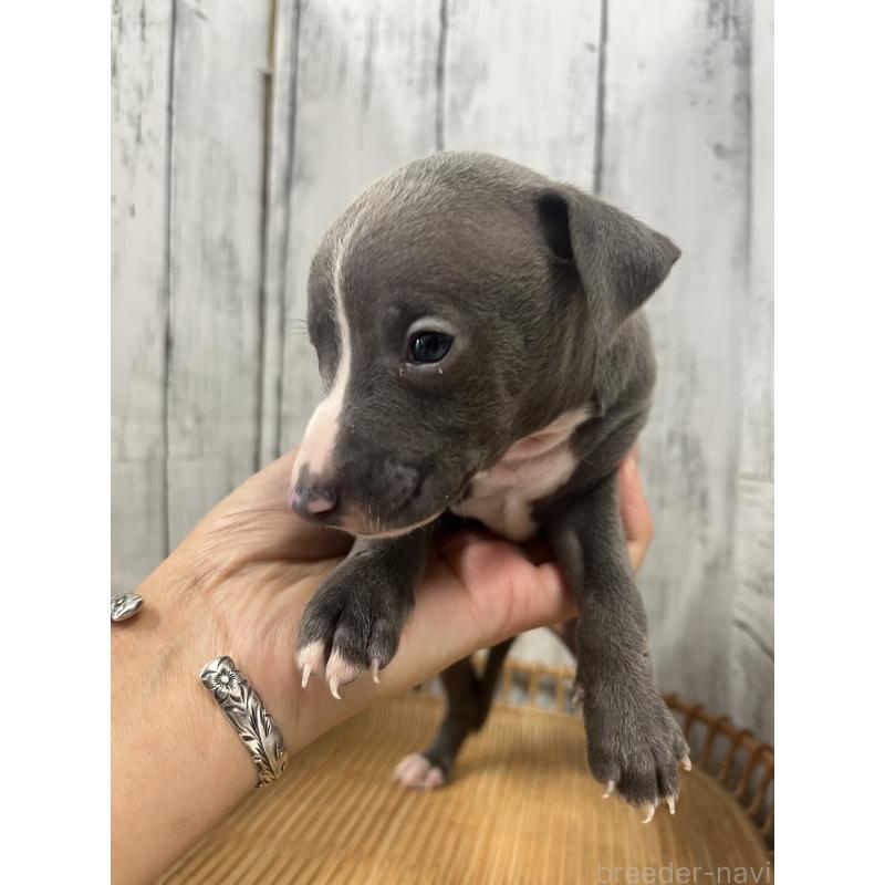 販売中の山梨県のイタリアングレーハウンド(イタグレ)-423829の2枚目