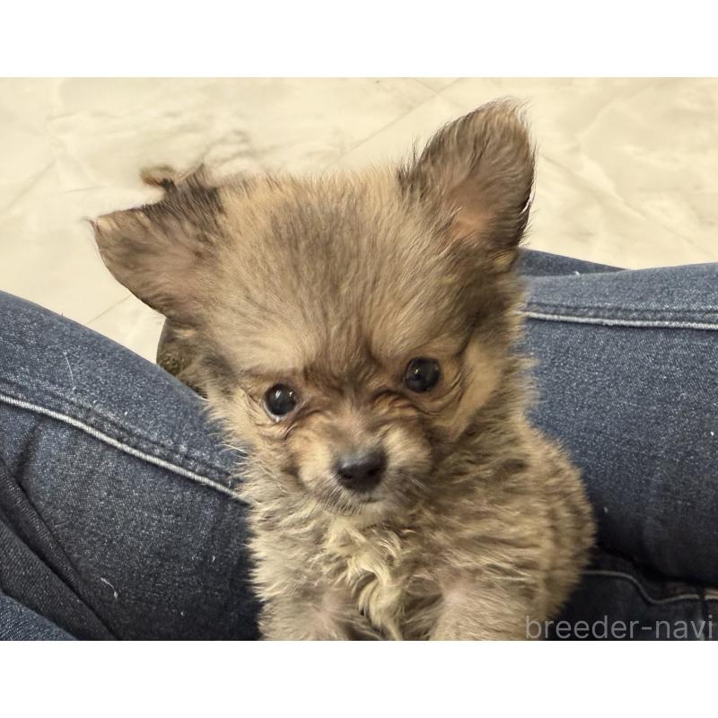 販売中の静岡県のポメチワ:ポメラニアン×チワワ-423830の3枚目