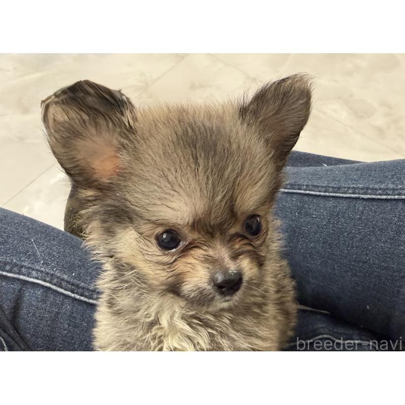 販売中の静岡県のポメチワ:ポメラニアン×チワワ-423830の2枚目