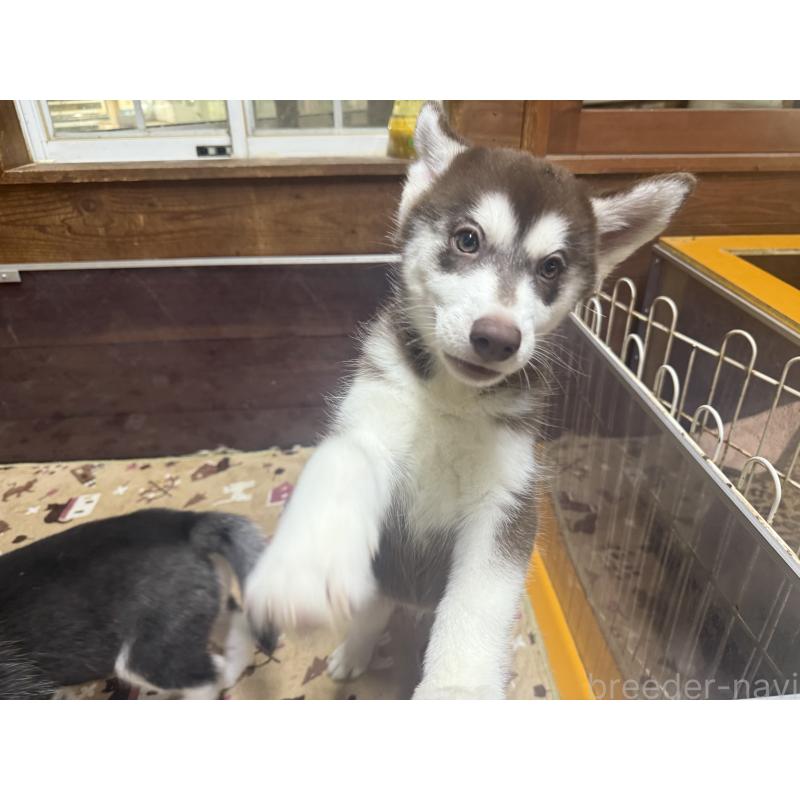 成約済の長野県のシベリアンハスキー-412250の10枚目