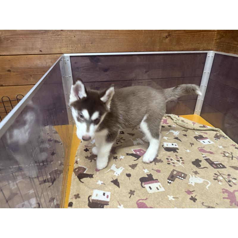 成約済の長野県のシベリアンハスキー-412250の8枚目