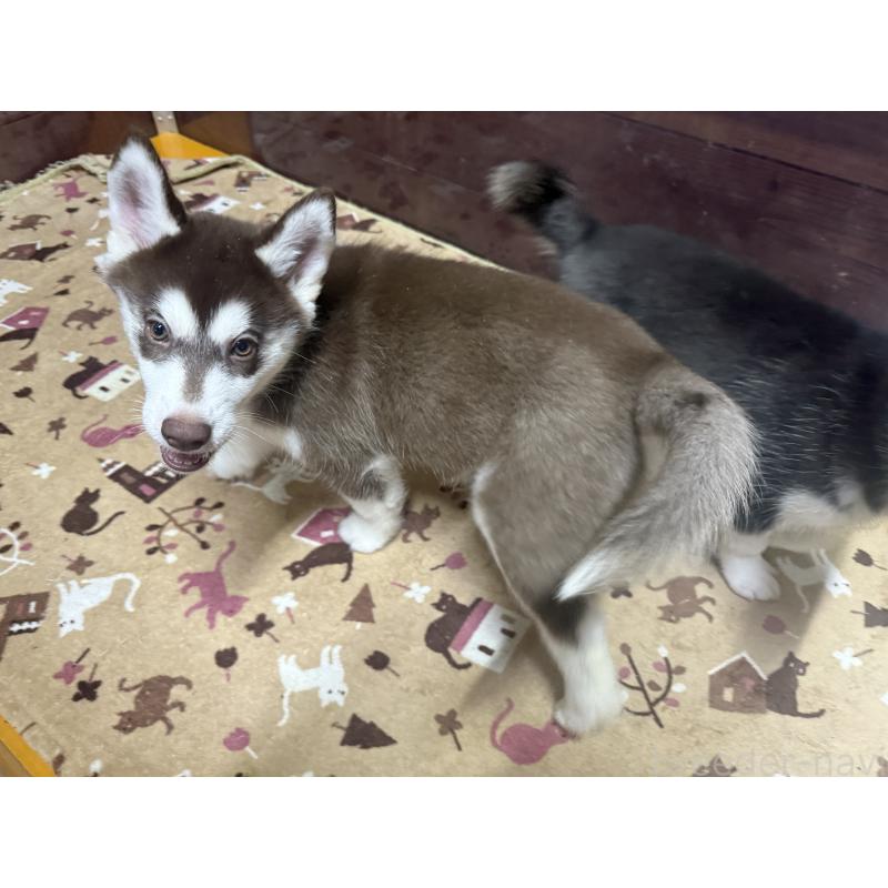 成約済の長野県のシベリアンハスキー-412250の7枚目