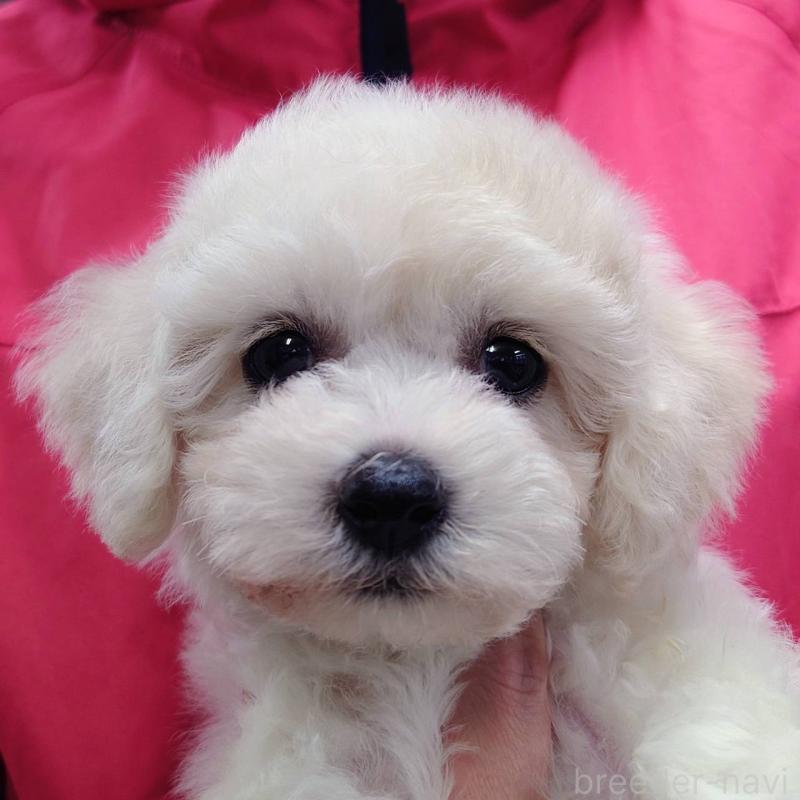 販売中の山口県のビションフリーゼ-423831の1枚目