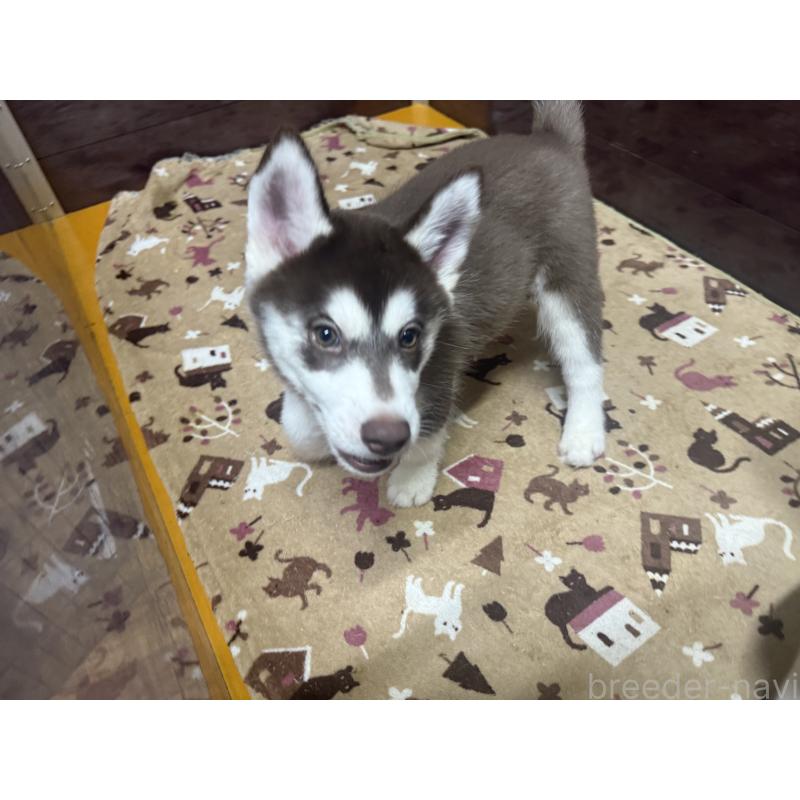 成約済の長野県のシベリアンハスキー-412250の6枚目