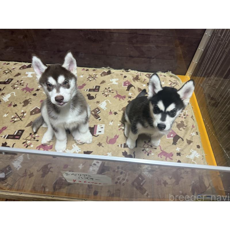 成約済の長野県のシベリアンハスキー-412250の5枚目