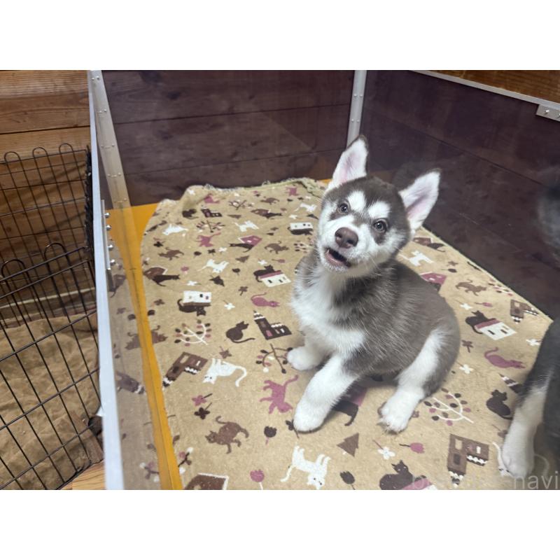 成約済の長野県のシベリアンハスキー-412250の4枚目