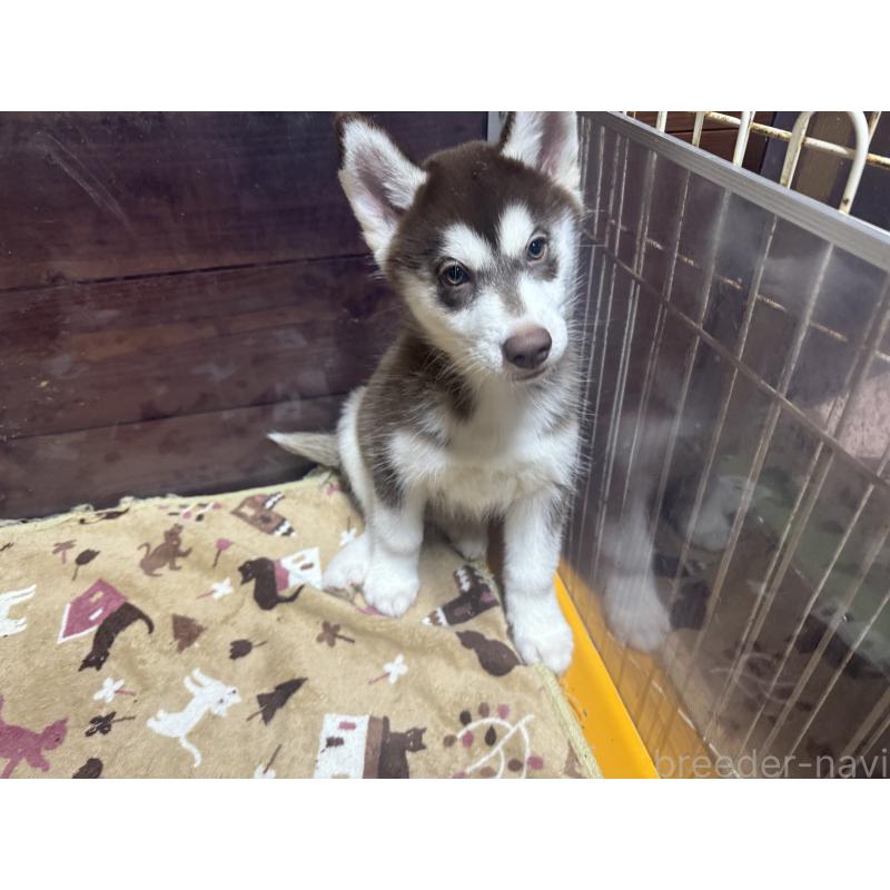 成約済の長野県のシベリアンハスキー-412250の3枚目