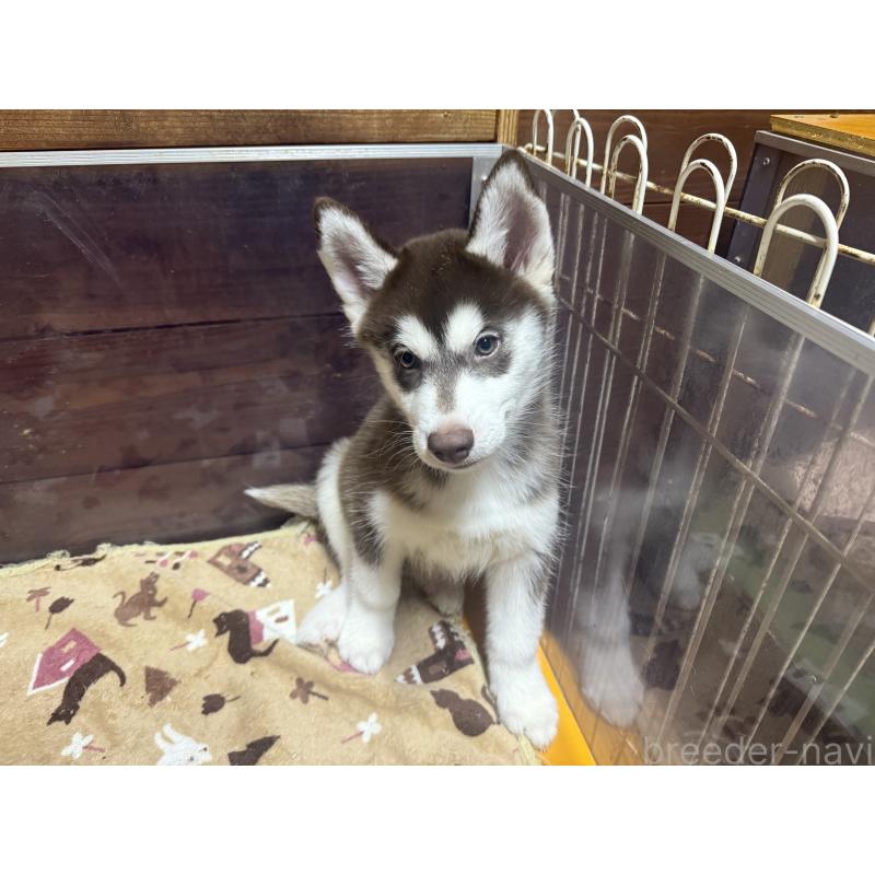 成約済の長野県のシベリアンハスキー-412250の2枚目