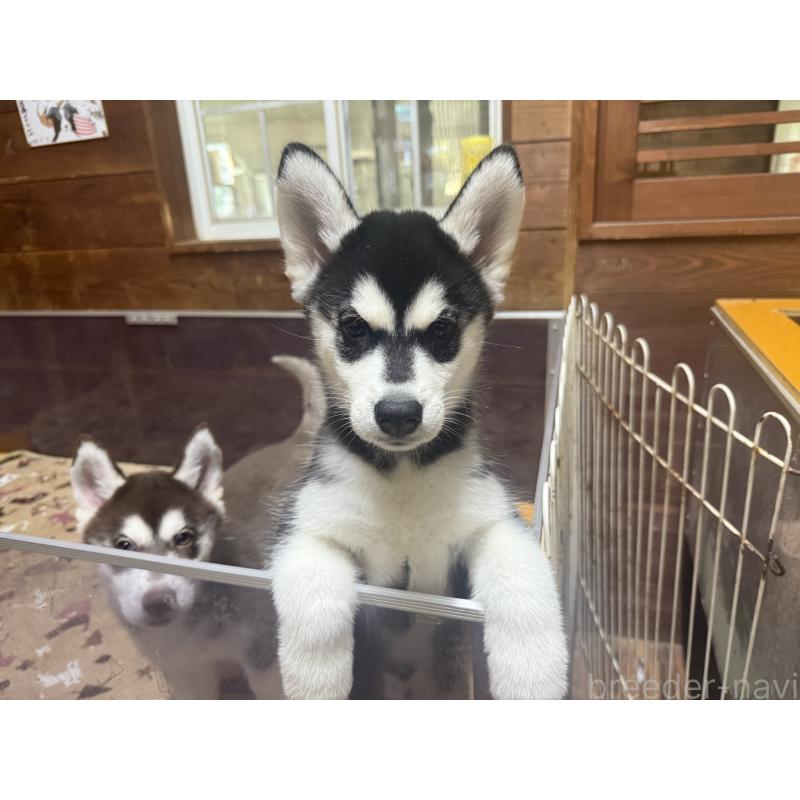 成約済の長野県のシベリアンハスキー-412249の7枚目