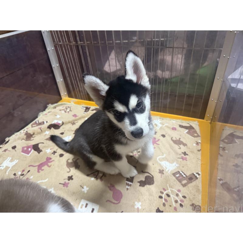 成約済の長野県のシベリアンハスキー-412249の6枚目