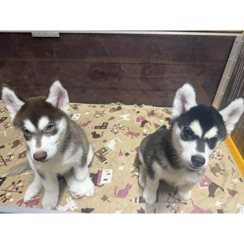 成約済の長野県のシベリアンハスキー-412249の5枚目