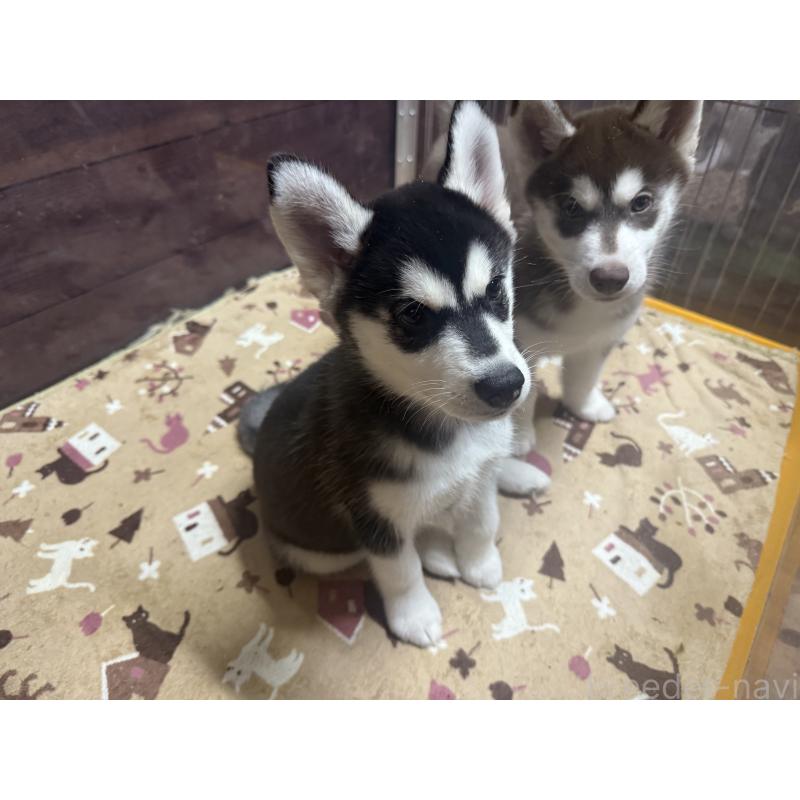 成約済の長野県のシベリアンハスキー-412249の4枚目