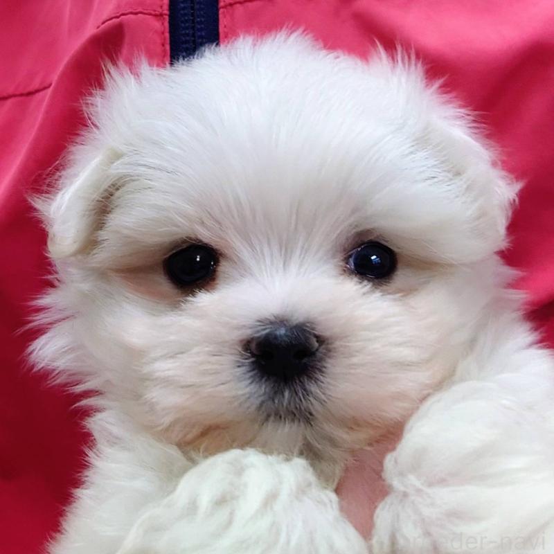 販売中の山口県のマルチーズ-423832の1枚目