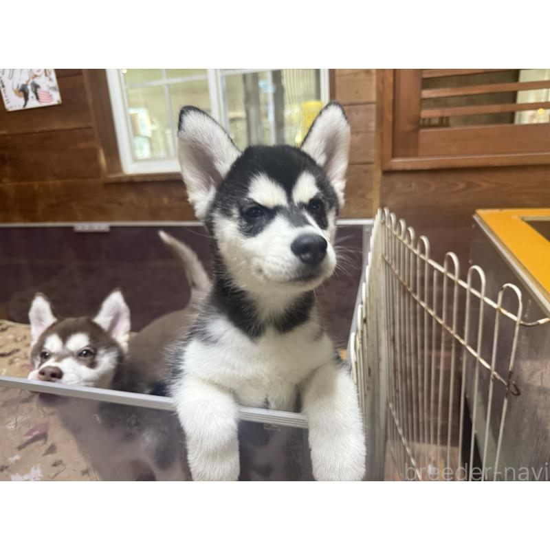 成約済の長野県のシベリアンハスキー-412249の3枚目