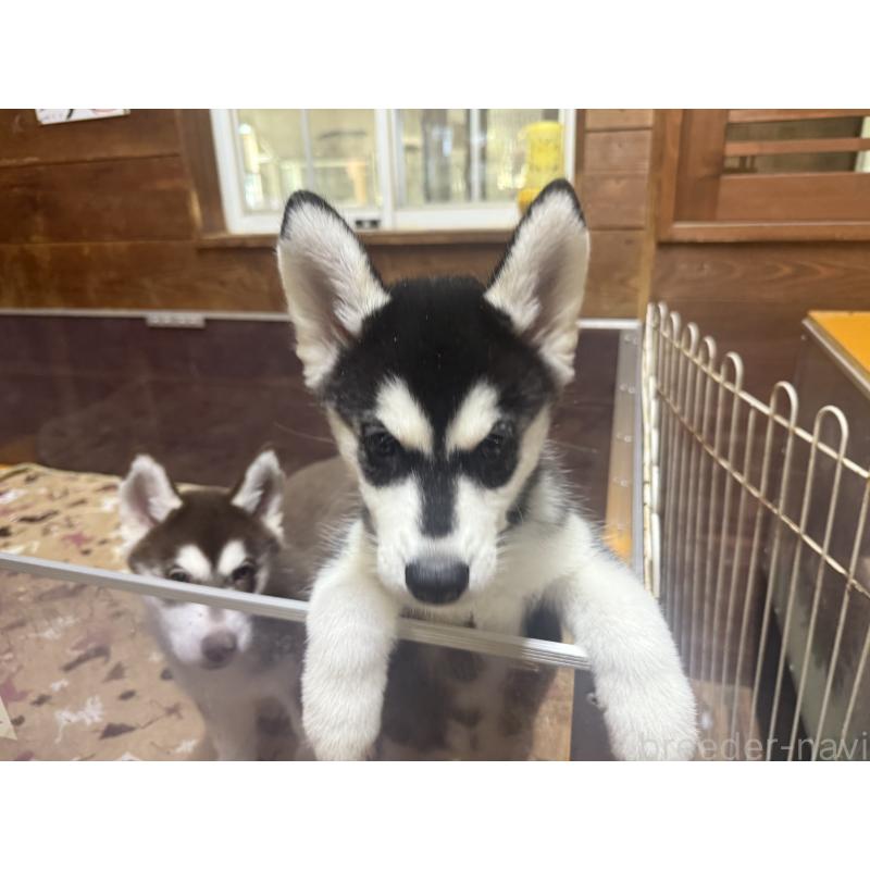 成約済の長野県のシベリアンハスキー-412249の2枚目