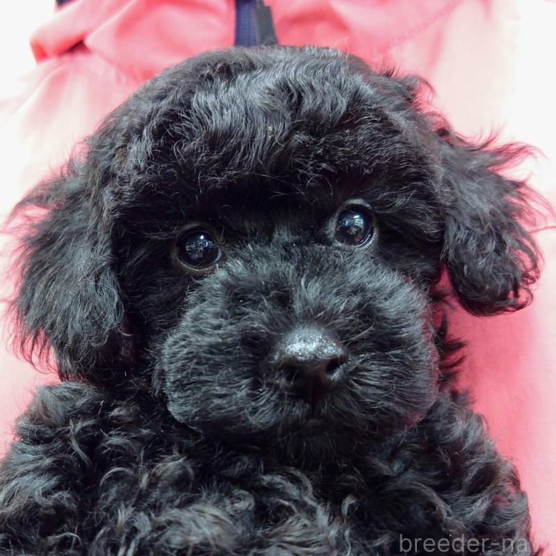 販売中の山口県のトイプードル-423833の1枚目