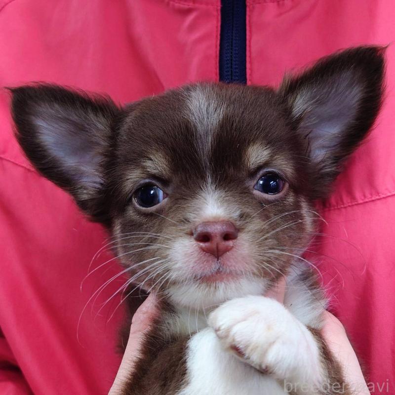 販売中の山口県のチワワ(ロングコート)-423834の1枚目