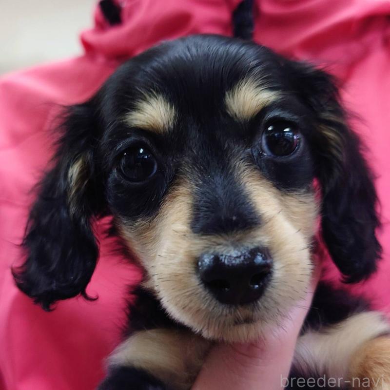 販売中の山口県のミニチュアダックスフンド(ロングヘアード)-423835の1枚目