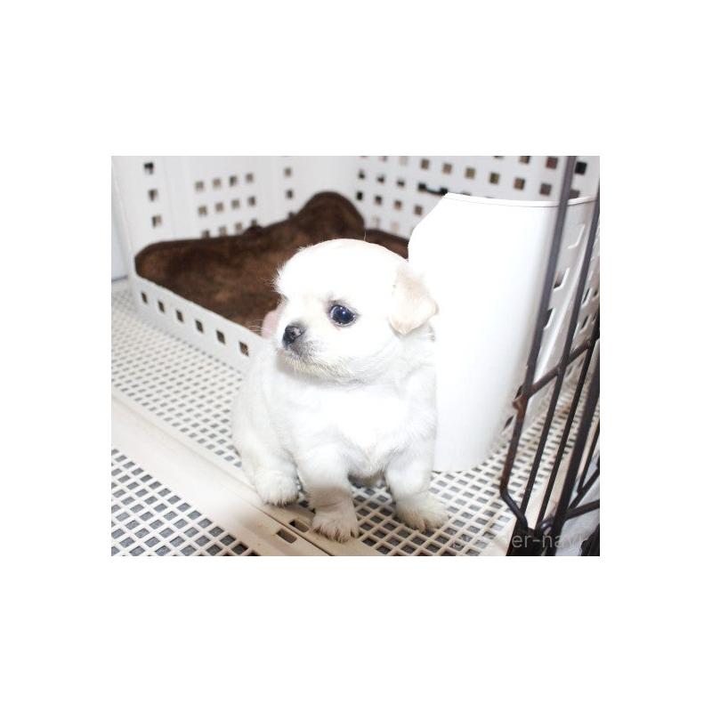 販売中の福岡県のチワワ(ロングコート)-423838の9枚目