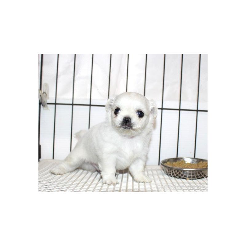 販売中の福岡県のチワワ(ロングコート)-423838の8枚目