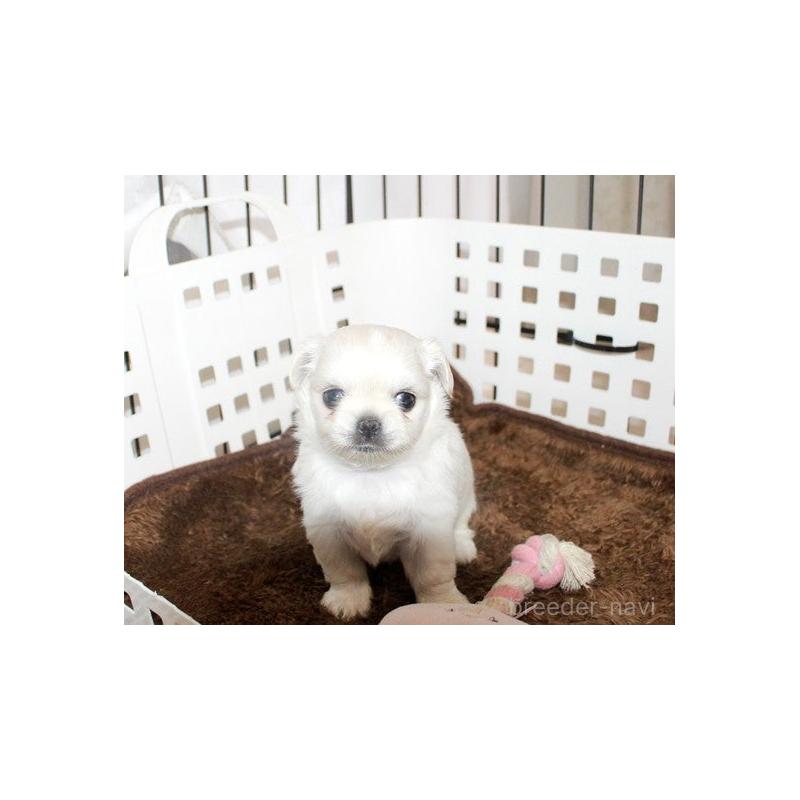 販売中の福岡県のチワワ(ロングコート)-423838の7枚目