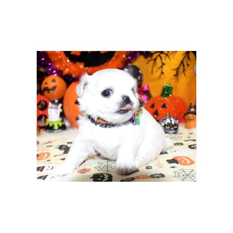 販売中の福岡県のチワワ(ロングコート)-423838の6枚目