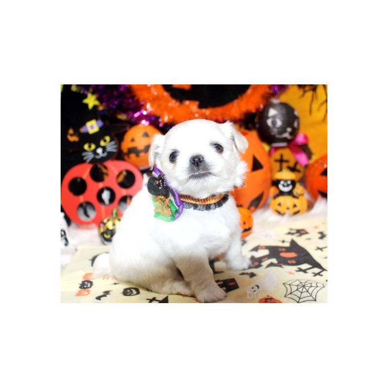 販売中の福岡県のチワワ(ロングコート)-423838の1枚目