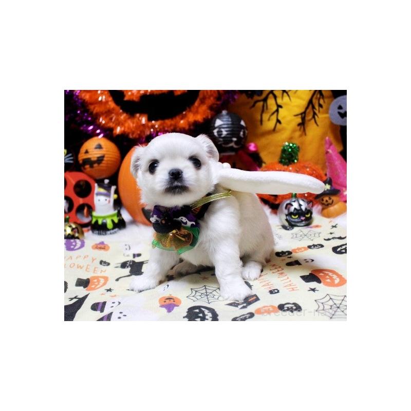 販売中の福岡県のチワワ(ロングコート)-423838の3枚目