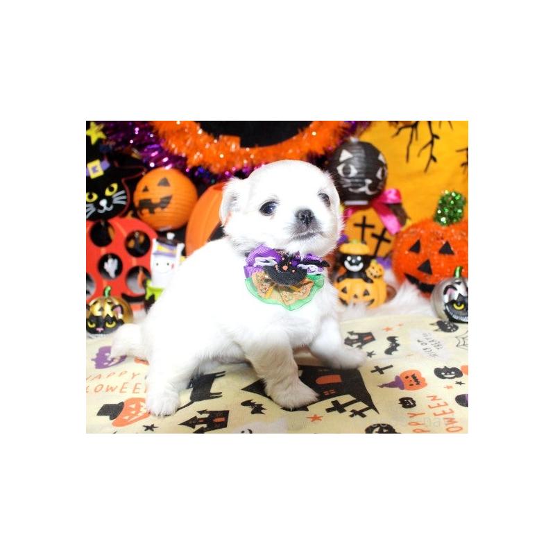 販売中の福岡県のチワワ(ロングコート)-423838の2枚目