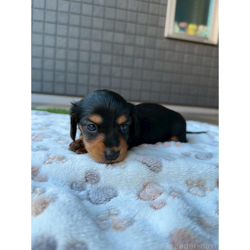 販売中の東京都のミニチュアダックスフンド(ロングヘアード)-423840の7枚目