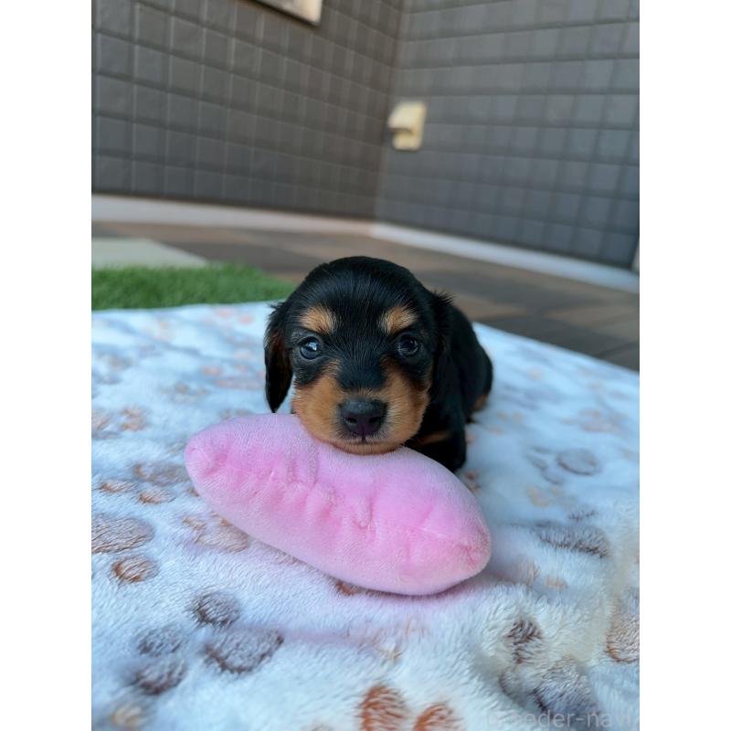 販売中の東京都のミニチュアダックスフンド(ロングヘアード)-423840の6枚目