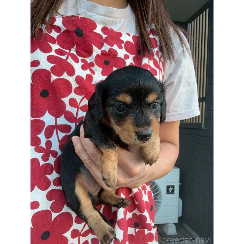販売中の東京都のミニチュアダックスフンド(ロングヘアード)-423840の5枚目